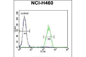 Flow cytometric analysis of NCI-H460 cells (right histogram) compared to a negative control cell (left histogram). (B3GALT5 Antikörper  (N-Term))