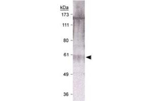 Western blot analysis of RAD9A in U-2 OS cell lysate with RAD9A polyclonal antibody . (RAD9A Antikörper)