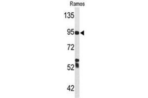 Western blot analysis of C7 Antibody (Center) in Ramos cell line lysates (35µg/lane). (C7 Antikörper  (Middle Region))
