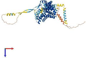 SLC1A6 Protein (AA 1-561) (His tag)