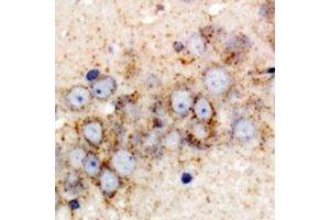 Immunohistochemical analysis of GPI staining in rat brain formalin fixed paraffin embedded tissue section.