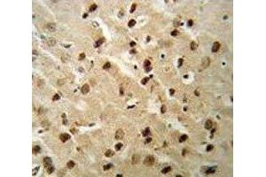 Beclin1 antibody IHC analysis in formalin fixed and paraffin embedded mouse brain tissue. (Beclin 1 Antikörper  (AA 95-132))