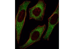 Fluorescent image of Hela cell stained with IRS2 Antibody . (IRS2 Antikörper  (C-Term))
