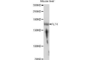 Western blot analysis of extracts of mouse liver, using FLT4 antibody (ABIN5973266) at 1/1000 dilution. (FLT4 Antikörper)