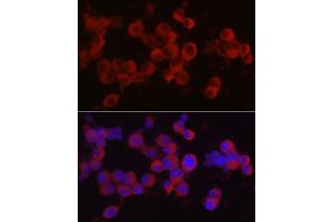 Immunofluorescence analysis of Neuro-2a cells using Ret Rabbit pAb (ABIN6130657, ABIN6146873, ABIN6146874 and ABIN6213585) at dilution of 1:50 (40x lens). (Ret Proto-Oncogene Antikörper  (AA 29-300))