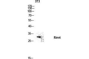Western Blot (WB) analysis of 3T3 lysis using Rim4 antibody. (RIMS4 Antikörper  (Internal Region))