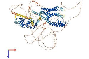 Kv2.2 Protein (AA 1-907) (His tag)