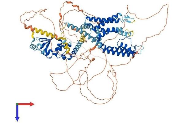 Kv2.2 Protein (AA 1-907) (His tag)