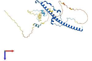 TEF Protein (AA 1-301) (His tag)