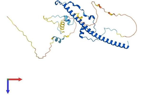 TEF Protein (AA 1-301) (His tag)