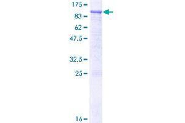 RASGRP3 Protein (AA 1-690) (GST tag)