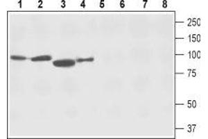Western blot analysis of rat brain membranes (lanes 1 and 5), mouse brain membranes (lanes 2 and 6), rat skeletal muscle lysate (lanes 3 and 7) and human SH-SY5Y neuroblastoma cell lysate (lanes 4 and 8): - 1-4. (SLC8A2 Antikörper  (3rd Intracellular Loop))