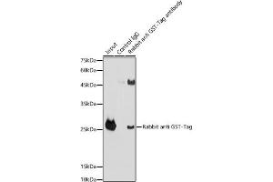Immunoprecipitation analysis of 300 μg extracts of GST-protein cells using 3 μg Rabbit anti GST-Tag antibody (ABIN3020561 and ABIN3020562). (GST Antikörper)