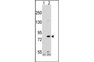 Image no. 1 for anti-MYST Histone Acetyltransferase 2 (MYST2) (Middle Region) antibody (ABIN356665) (MYST2 Antikörper  (Middle Region))