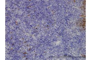 Immunoperoxidase of monoclonal antibody to CLIC3 on formalin-fixed paraffin-embedded human tonsil. (CLIC3 Antikörper  (AA 137-236))