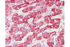 Anti-SCHAD / HADHSC antibody IHC staining of human liver. (HADH Antikörper  (AA 234-245))