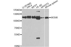 Western blot analysis of extracts of various cell lines, using MCM6 antibody (ABIN5971012) at 1/1000 dilution. (MCM6 Antikörper)