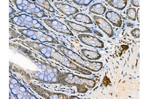 Phospho-Fyn (Thr12) Antibody at 1/100 staining Rat stomach tissue by IHC-P.