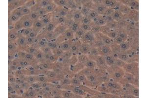 IHC-P analysis of Mouse Liver Tissue, with DAB staining. (MIB2 Antikörper  (AA 546-784))