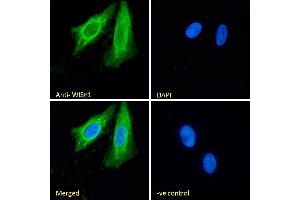 (ABIN238610) Immunofluorescence analysis of paraformaldehyde fixed U2OS cells, permeabilized with 0. (WISP1 Antikörper  (C-Term))