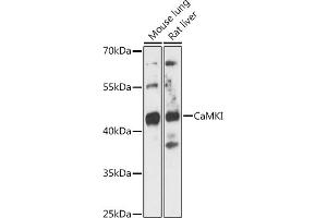 Western blot analysis of extracts of various cell lines, using CaMKI antibody (ABIN7266017) at 1:3000 dilution. (CAMK1 Antikörper  (AA 1-93))