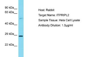 Host: Rabbit Target Name: ITPRIPL2 Sample Tissue: Human Hela Whole Cell Antibody Dilution: 1ug/ml (ITPRIPL2 Antikörper  (C-Term))
