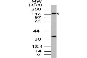 Image no. 1 for anti-Importin 8 (IPO8) (AA 700-1000) antibody (ABIN5027312) (Importin 8 Antikörper  (AA 700-1000))
