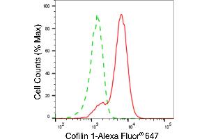 Flow cytometric analysis of cofilin 1 expression in H9c2 cells using cofilin 1 antibody (ABIN7798111), 1:2,000).