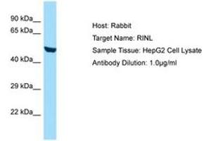 Image no. 1 for anti-Ras and Rab Interactor-Like (RINL) (AA 62-111) antibody (ABIN6749889) (RINL Antikörper  (AA 62-111))