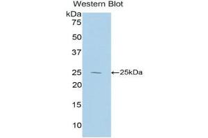 Western Blotting (WB) image for anti-Interleukin 27 (IL27) (AA 32-234) antibody (ABIN1859408) (IL-27 Antikörper  (AA 32-234))