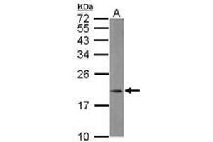 Image no. 1 for anti-Mitochondrial Ribosomal Protein L21 (MRPL21) (AA 24-198) antibody (ABIN1499558) (MRPL21 Antikörper  (AA 24-198))