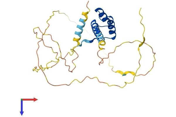 PHOX2A Protein (AA 1-284) (His tag)