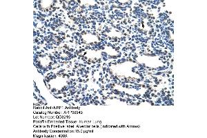 Human Lung (NRF1 Antikörper  (C-Term))
