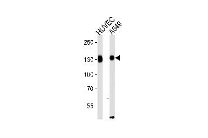 Western blot analysis of lysates from HUVEC,A549 cell line (from left to right),using ITGAV (heavy chain, Cleaved-Lys889) Antibody (ABIN486755 and ABIN1536136).