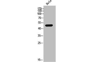 Western Blot analysis of HeLa cells using Casein Kinase Iγ2 Polyclonal Antibody (Casein Kinase 1 gamma 2 Antikörper  (N-Term))
