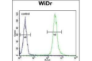 ANXA7 Antibody (Center) (ABIN652686 and ABIN2842457) flow cytometric analysis of WiDr cells (right histogram) compared to a negative control cell (left histogram). (Annexin VII Antikörper  (AA 329-356))