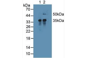 Figure. (MCL-1 Antikörper  (AA 2-307))