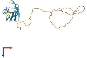 RBM3 Protein (AA 1-157) (His tag)