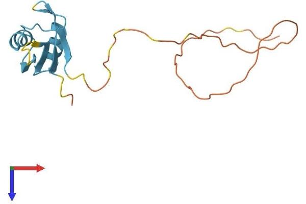 RBM3 Protein (AA 1-157) (His tag)