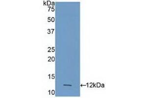 Detection of Recombinant CASP4, Human using Polyclonal Antibody to Caspase 4 (CASP4) (Caspase 4 Antikörper  (AA 290-377))