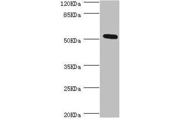ZC3HC1 antibody  (AA 1-260)