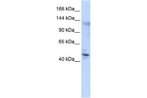WB Suggested Anti-ZNF197 Antibody Titration:  0. (ZNF197 Antikörper  (Middle Region))