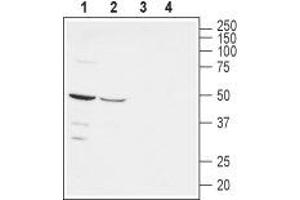 Western Blotting (WB) image for anti-Poliovirus Receptor-Related 1 (Herpesvirus Entry Mediator C) (PVRL1) (AA 177-190), (Extracellular) antibody (ABIN7043440)