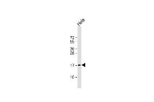 Anti-PTP4A2 Antibody (Center) at 1:1000 dilution + Hela whole cell lysate Lysates/proteins at 20 μg per lane. (PTP4A2 Antikörper  (AA 32-59))