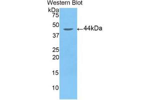 Western blot analysis of the recombinant protein. (Arrestin 3 Antikörper  (AA 262-430))