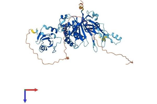 USP39 Protein (AA 1-565) (His tag)