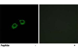 Immunofluorescence analysis of A-549 cells, using ARFGEF2 polyclonal antibody .
