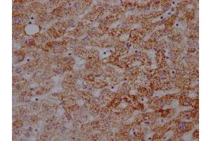 IHC image of ABIN7127353 diluted at 1:100 and staining in paraffin-embedded human liver tissue performed on a Leica BondTM system. (Rekombinanter ATP5A1 Antikörper)