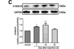 Minocycline reverted the A1/A2 ratio of reactive astrocytes and relieved mechanical allodynia in rats after SMIR. (GAPDH Antikörper)