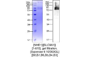 Western Blotting (WB) image for Solute Carrier Family 9, Subfamily A (NHE1, Cation Proton Antiporter 1), Member 1 (SLC9A1) (AA 1-815) protein (Strep Tag) (ABIN3113080)